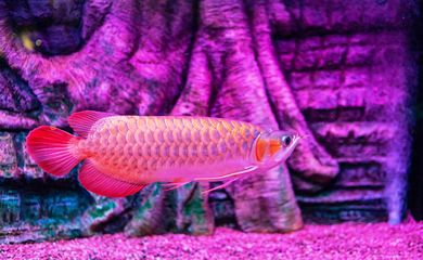 龍魚游起來無力怎么辦：龍魚游動無力可能是由多種原因引起的，需要謹慎操作