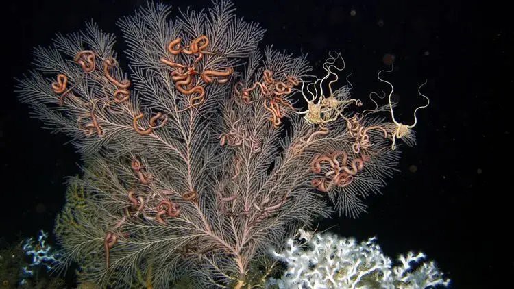 如何簡化深海龍魚的肌肉線條？