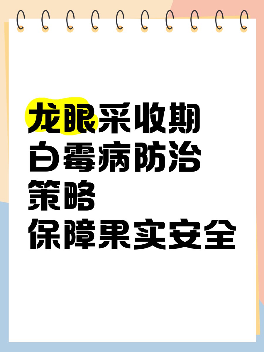 如何預防龍眼白霉病的發生？
