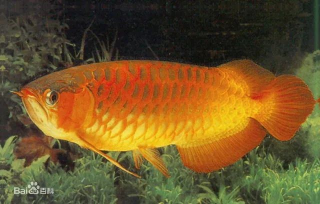 龍魚別名叫什么好聽