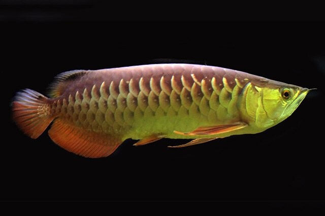 龍魚別名叫什么好聽