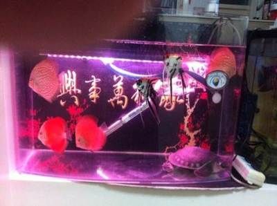 龍魚糞便的正常顏色（龍魚的糞便顏色會隨著食物的不同而有所變化） 龍魚糞便的正常顏色（龍魚的糞便顏色會隨著食物的不同而有所變化） 龍魚百科 第1張