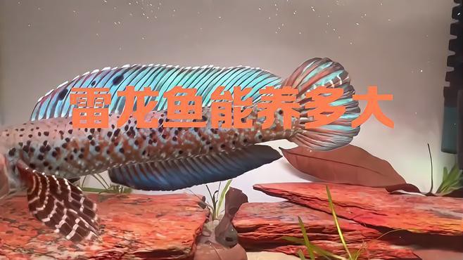 新手養雷龍魚最好多長