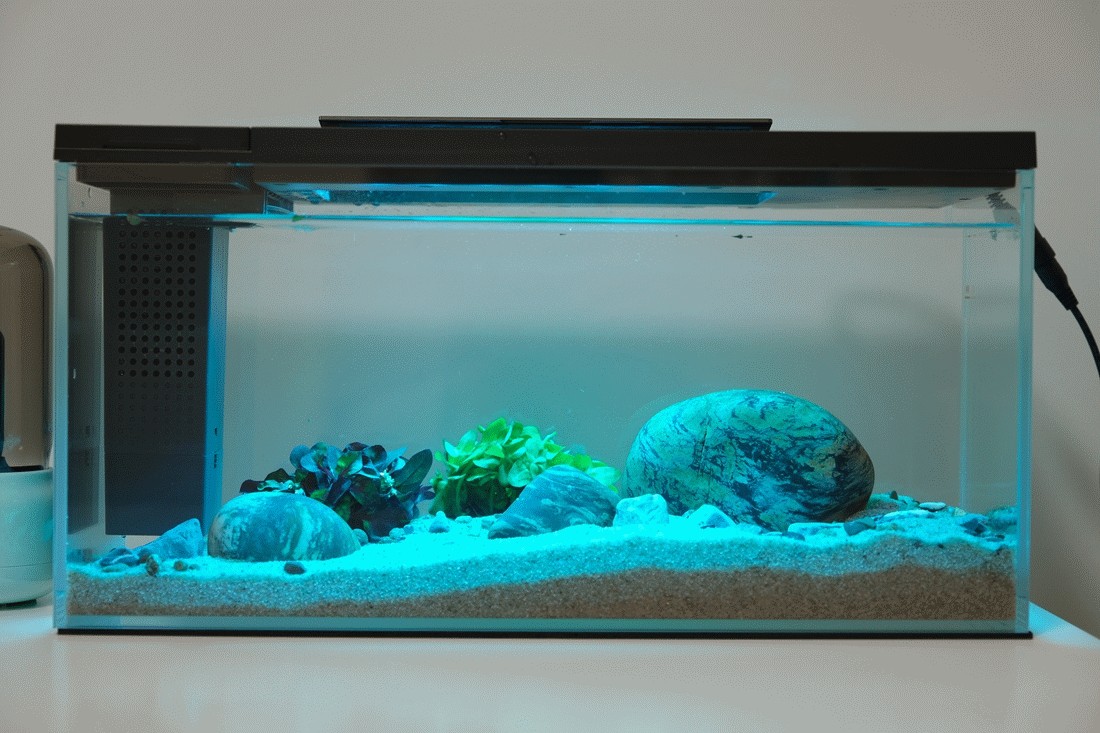 一個魚缸養幾條銀龍魚合適取決于魚缸的大小和銀龍魚的體型：一個魚缸養幾條銀龍魚合適