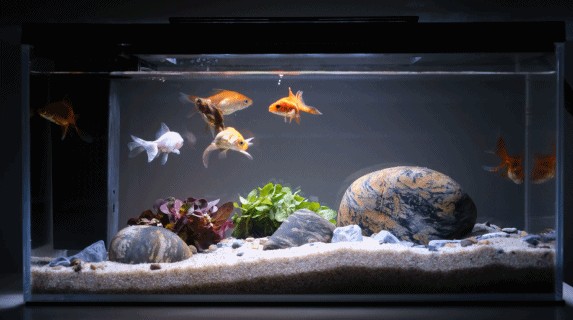 一個魚缸養幾條銀龍魚合適取決于魚缸的大小和銀龍魚的體型：一個魚缸養幾條銀龍魚合適
