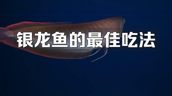 銀龍魚活魚 銀龍魚活魚 龍魚百科 第1張