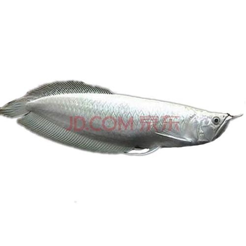 銀龍魚活魚 銀龍魚活魚 龍魚百科 第10張
