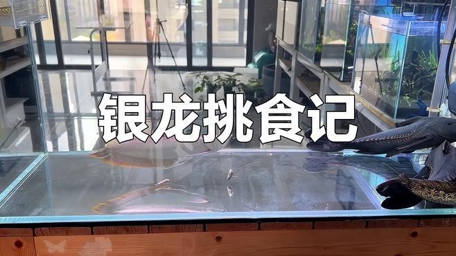 銀龍魚活魚 銀龍魚活魚 龍魚百科 第2張