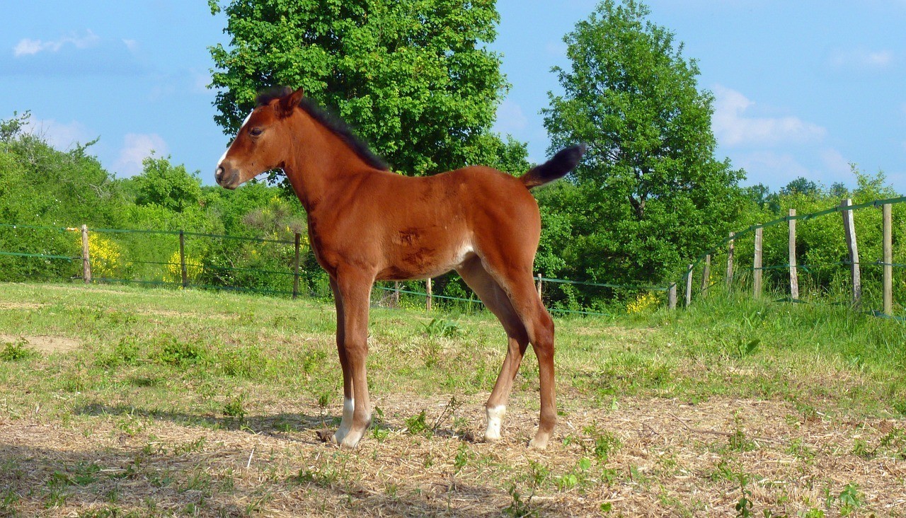 重慶市合川區(qū)劉成桂淡水魚養(yǎng)殖場（重慶市合川區(qū)劉成桂淡水魚養(yǎng)殖場地址）