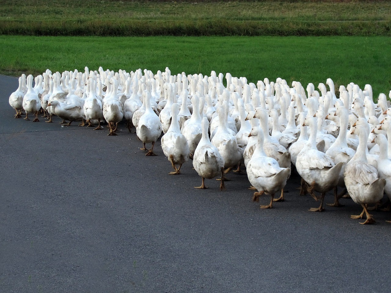 重慶市合川區(qū)劉成桂淡水魚養(yǎng)殖場（重慶市合川區(qū)劉成桂淡水魚養(yǎng)殖場地址）