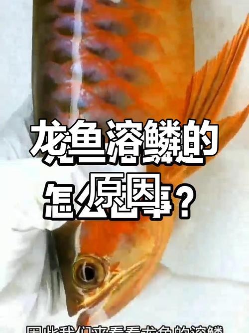龍魚靜止在水面不動