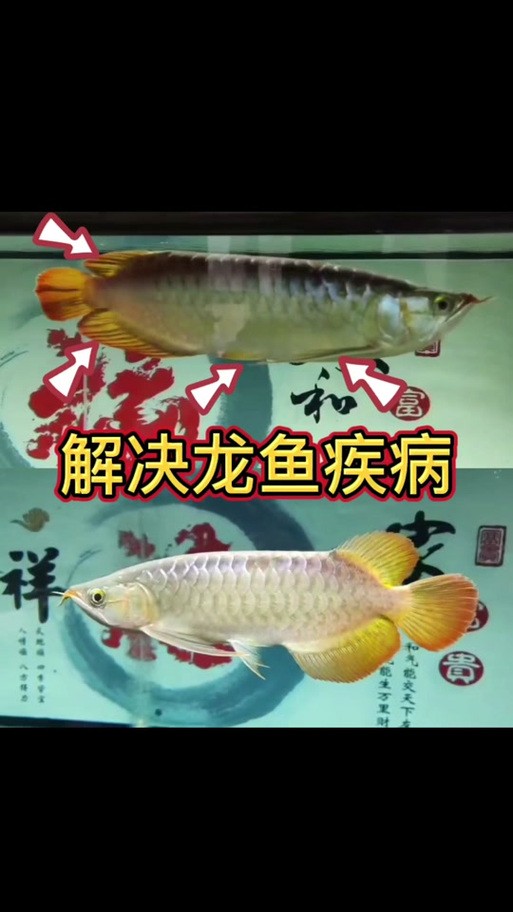 龍魚(yú)靜止在水面不動(dòng)