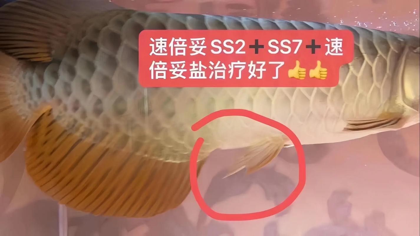 龍魚(yú)靜止在水面不動(dòng)