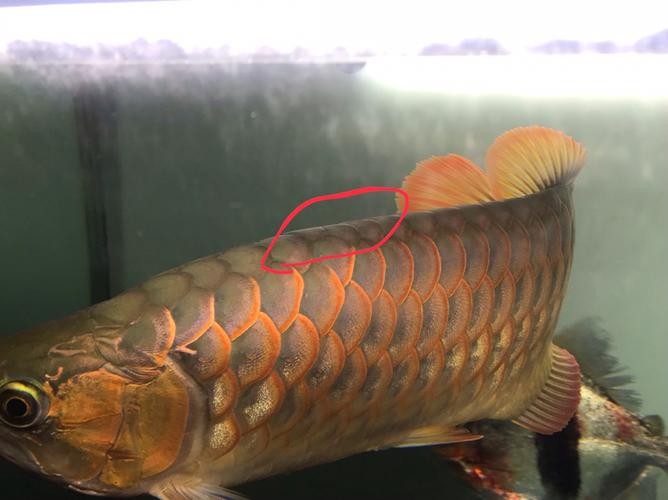 龍魚(yú)靜止在水面不動(dòng)