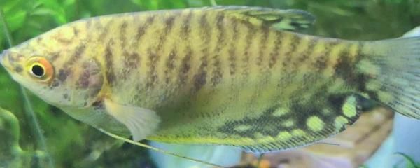 跟曼龍魚相似的魚：與曼龍魚相似的魚類有哪些？