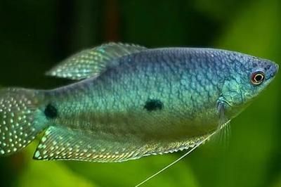 跟曼龍魚相似的魚：與曼龍魚相似的魚類有哪些？