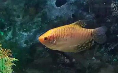跟曼龍魚相似的魚：與曼龍魚相似的魚類有哪些？