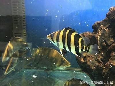 龍魚配虎魚和鸚鵡能混養嗎：龍魚、虎魚以及鸚鵡可以混養嗎？