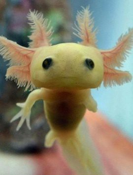 六角恐龍魚屬于保護動物嗎