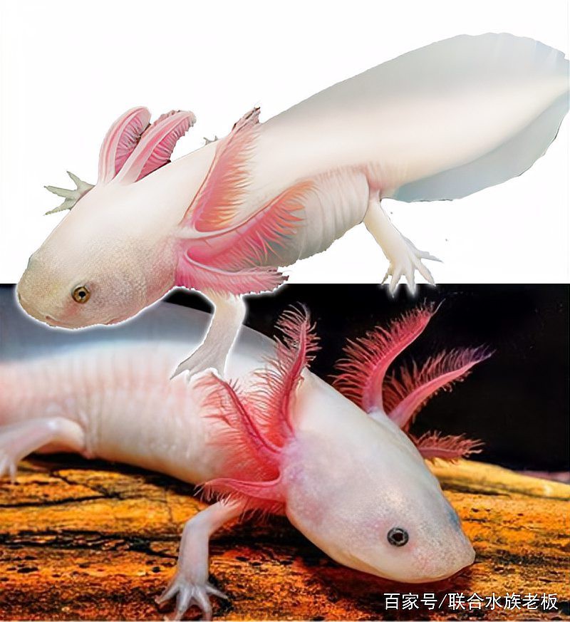 六角恐龍魚屬于保護動物嗎