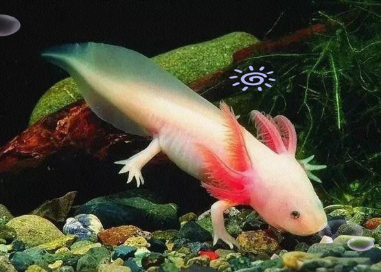 六角恐龍魚屬于保護動物嗎