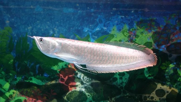 銀龍魚膽小不