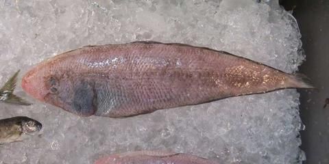 紅頭利魚（紅頭利魚最佳飼養水溫）