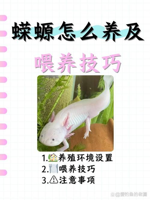 小火龍魚可以和什么魚混養一起 小火龍魚可以和什么魚混養一起 龍魚百科 第8張