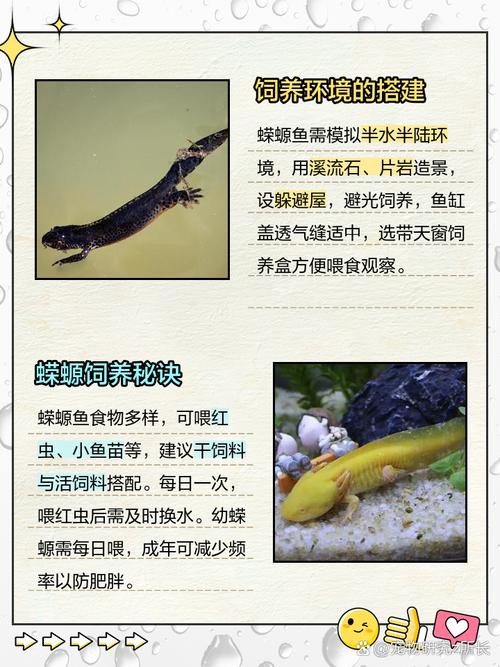 小火龍魚可以和什么魚混養一起 小火龍魚可以和什么魚混養一起 龍魚百科 第9張