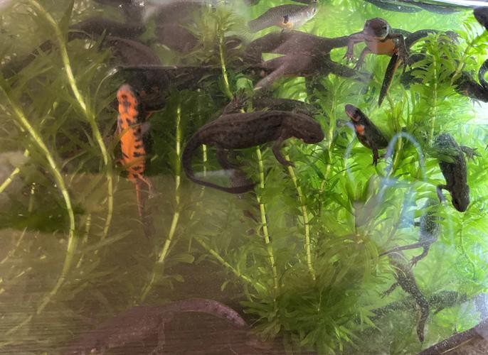 小火龍魚可以和什么魚混養一起 小火龍魚可以和什么魚混養一起 龍魚百科 第6張