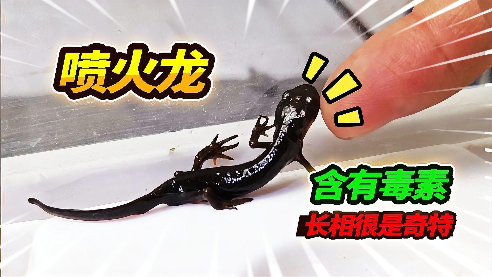 小火龍魚可以和什么魚混養一起 小火龍魚可以和什么魚混養一起 龍魚百科 第11張