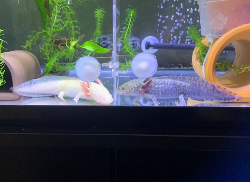 小火龍魚可以和什么魚混養一起 小火龍魚可以和什么魚混養一起 龍魚百科 第4張