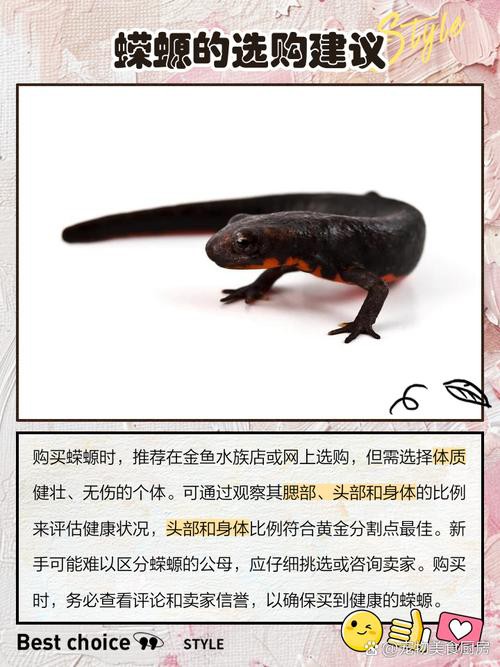 小火龍魚可以和什么魚混養一起 小火龍魚可以和什么魚混養一起 龍魚百科 第10張
