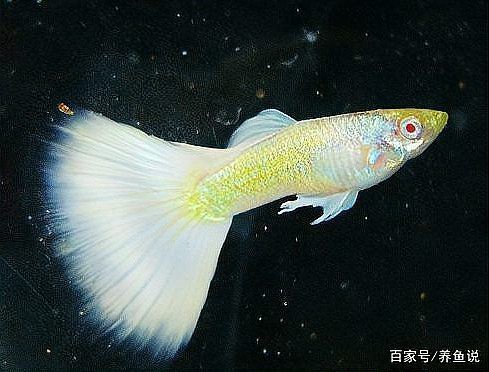 帶證書芯片的賽級魚有何不同？ 帶證書芯片的賽級魚有何不同？ 龍魚百科 第17張