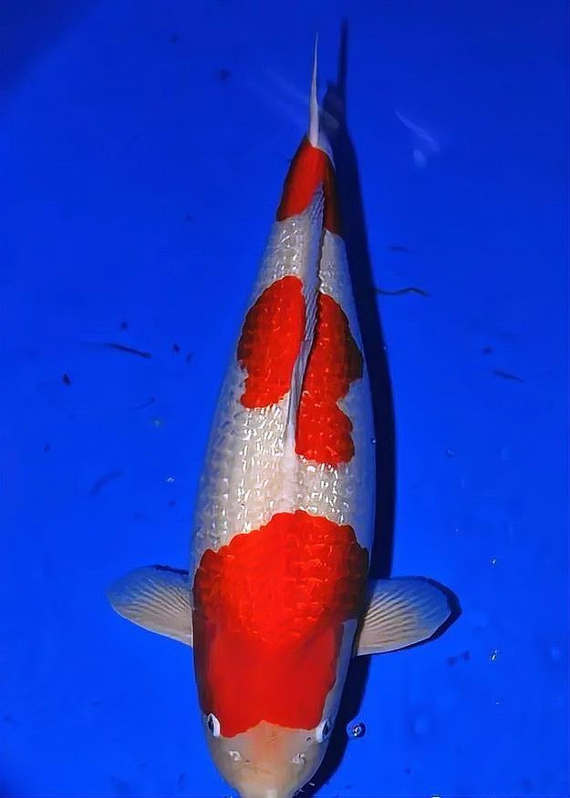 帶證書芯片的賽級魚有何不同？ 帶證書芯片的賽級魚有何不同？ 龍魚百科 第15張