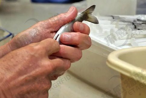 帶證書芯片的賽級魚有何不同？ 帶證書芯片的賽級魚有何不同？ 龍魚百科 第9張