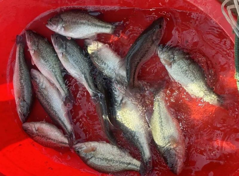 帶證書芯片的賽級魚有何不同？ 帶證書芯片的賽級魚有何不同？ 龍魚百科 第20張