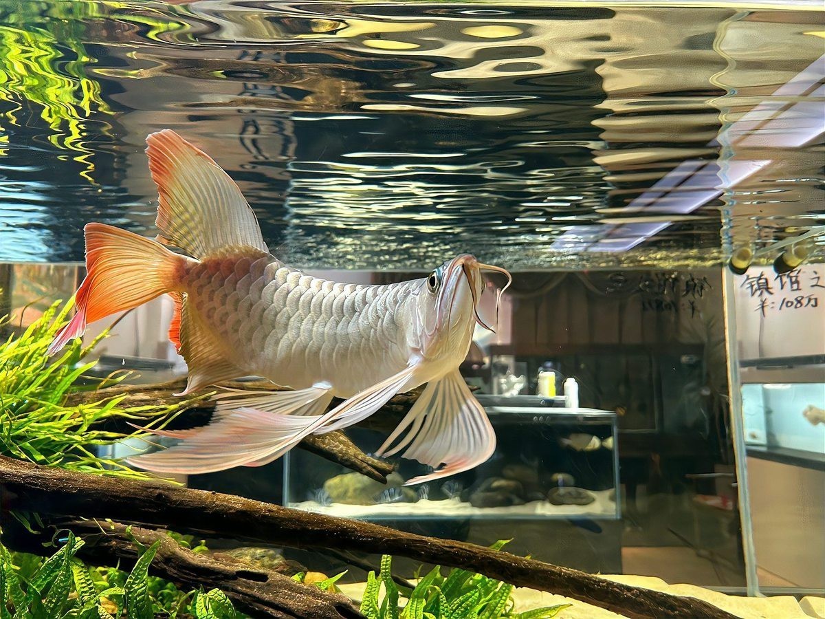 帶證書芯片的賽級魚有何不同？ 帶證書芯片的賽級魚有何不同？ 龍魚百科 第2張