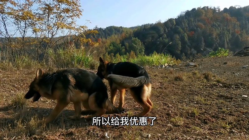 帶證書芯片的賽級魚有何不同？ 帶證書芯片的賽級魚有何不同？ 龍魚百科 第12張