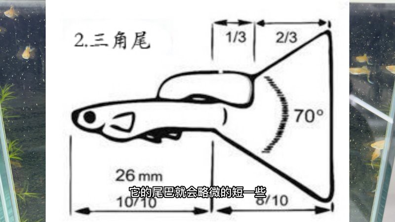 帶證書芯片的賽級魚有何不同？ 帶證書芯片的賽級魚有何不同？ 龍魚百科 第21張