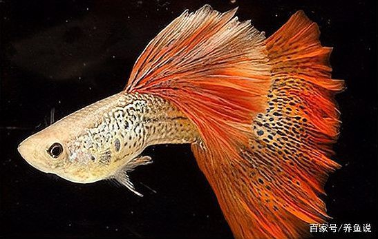 帶證書芯片的賽級魚有何不同？ 帶證書芯片的賽級魚有何不同？ 龍魚百科 第16張