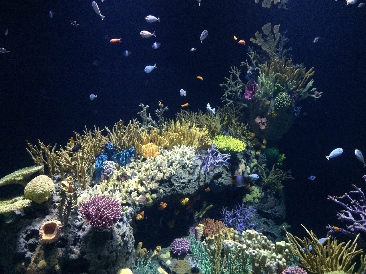 深圳市龍崗區航泰水族館（深圳市龍崗區航泰水族館地址）