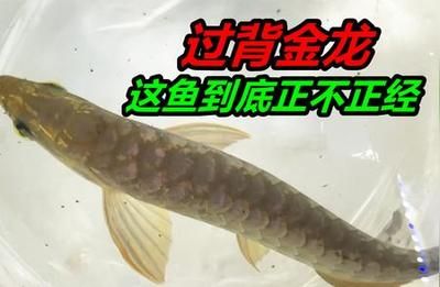 如何挑選金龍魚幼魚品種（如何挑選金龍魚幼魚）
