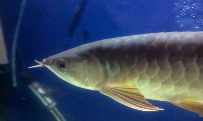 伊寧邊境經濟合作區魚欣欣水族館 伊寧邊境經濟合作區魚欣欣水族館 全國水族館企業名錄
