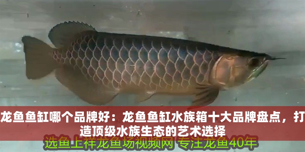 龍魚魚缸哪個品牌好：龍魚魚缸水族箱十大品牌盤點，打造頂級水族生態的藝術選擇