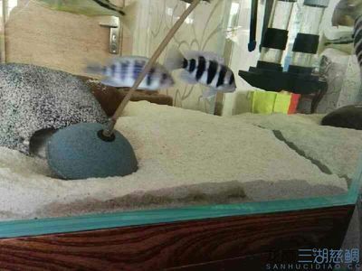 廣州觀賞魚批發(fā)市場祥龍魚場3（廣州觀賞魚批發(fā)市場）