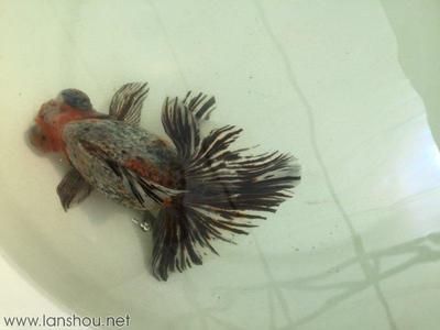 廣州觀賞魚批發(fā)市場祥龍魚場3（廣州觀賞魚批發(fā)市場）