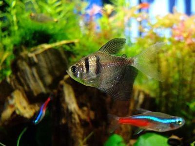 廣州觀賞魚批發(fā)市場祥龍魚場3（廣州觀賞魚批發(fā)市場）