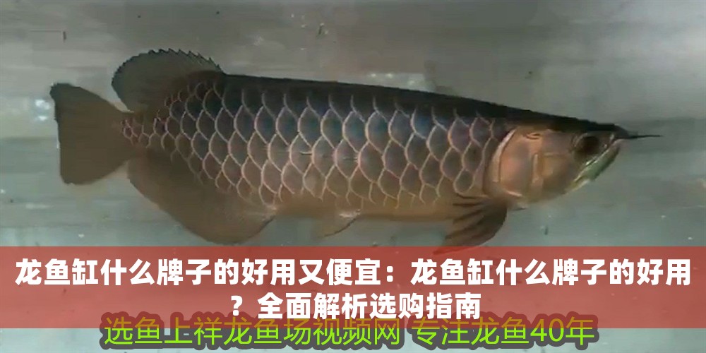 龍魚缸什么牌子的好用又便宜：龍魚缸什么牌子的好用？全面解析選購指南