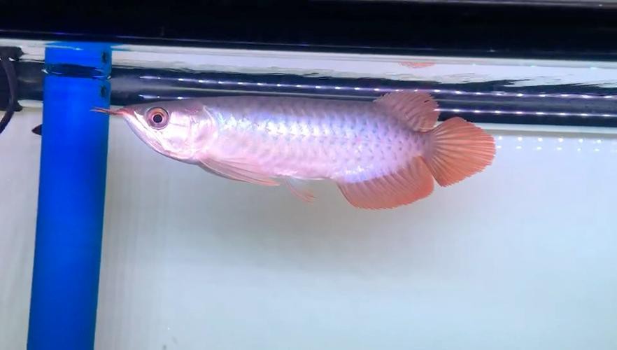 給我幾張不同品種的紅龍過背圖片